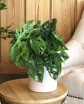 نبات القفص الصدري